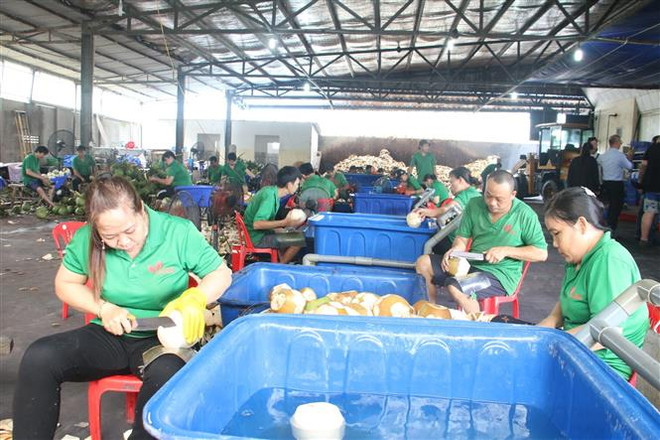 Nông dân trồng dừa ở Bến Tre vui mừng khi thị trường mở rộng trở lại ảnh 2