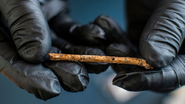 Manh mối cho thấy người tiền sử dùng sáo xương để bẫy chim ảnh 1