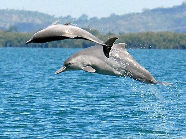 Tìm thấy loài cá heo lưng gù mới ở Bắc Australia ảnh 1