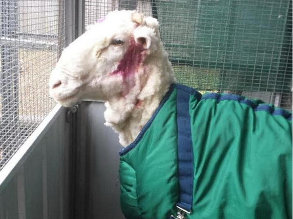 Chú cừu ghi kỷ lục Guinness nhờ bộ lông nặng nhất thế giới ảnh 2