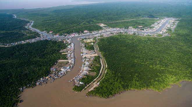 Hàng loạt cây rừng bị chết trên quy mô lớn ở Vườn quốc gia Mũi Cà Mau ảnh 1