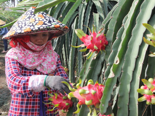 [Video] Cảnh báo lạm dụng thuốc tăng trưởng trong trồng thanh long ảnh 1