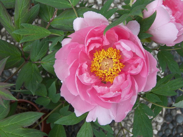 Đắm mình vào "thiên đường của hoa mẫu đơn" ở Trung Quốc ảnh 1