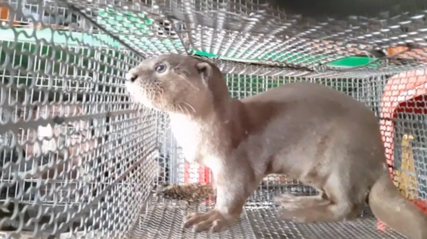 Thống nhất bỏ quy định dừng nhập khẩu động vật hoang dã ảnh 1