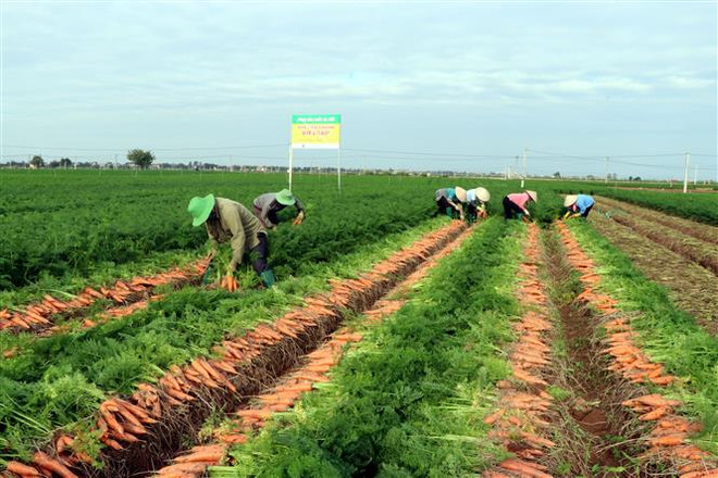 Tái định hình chuỗi cung ứng toàn cầu: Củng cố vị thế của Việt Nam ảnh 3