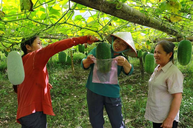 Ảnh minh họa. (Ảnh: TTXVN phát) Thúc đẩy giao thương nông sản và thực phẩm giữa Việt Nam và Thụy Sĩ ảnh 1
