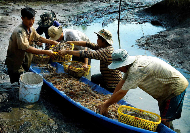 Báo động tình trạng sử dụng hóa chất trong ngành thủy sản ảnh 1