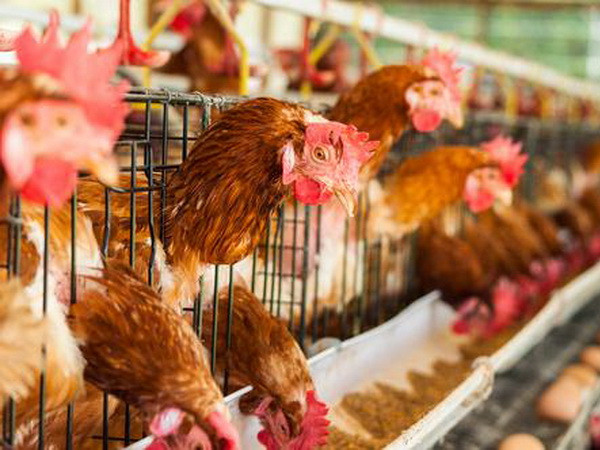 Cảnh báo virus cúm gia cầm mới lây từ người sang người ảnh 1