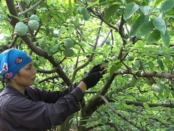 Hải Dương đăng ký bảo hộ nhãn hiệu tập thể “Na Chí Linh” ảnh 1