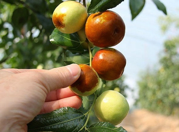 Du khách Hàn Quốc sống sót bằng quả dại sau 4 ngày lạc tại Malaysia ảnh 1