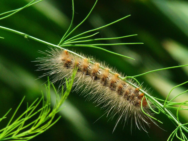 Gần 1.000ha rừng thông ở Quảng Trị bị dịch sâu róm phá hoại ảnh 1