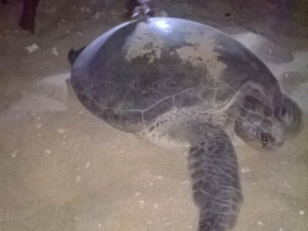 Con rùa biển gần 100 tuổi đầy thương tích dạt vào bờ biển Nam Định ảnh 1