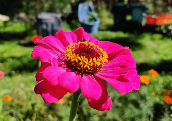 "Rất có thể" côn trùng thụ phấn những bông hoa đầu tiên trên Trái Đất ảnh 1