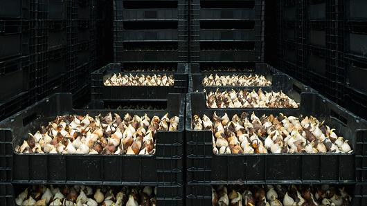 Giới chức Nga tiến hành tiêu hủy hoa có nguồn gốc từ Hà Lan ảnh 1