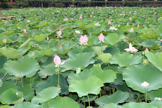 hoa sen_ninh binh 3.jpg