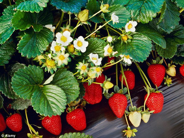 Quả dâu kỳ lạ hình con gà cứu sống cả một trang trại ở Anh ảnh 2