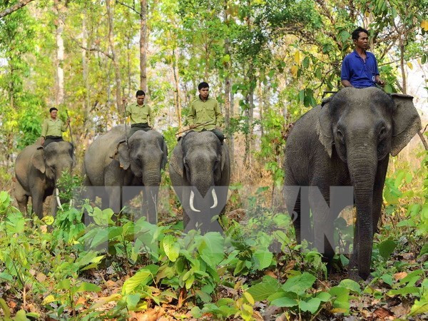 [Video] Đàn voi rừng liên tục phá hoại 10ha hoa màu của nông dân ảnh 1