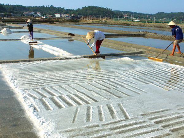 Diêm dân thu hoạch muối. (Ảnh minh họa: Thanh Long/TTXVN) Thời tiết thuận lợi, diêm dân Quảng Nam được mùa muối ảnh 1