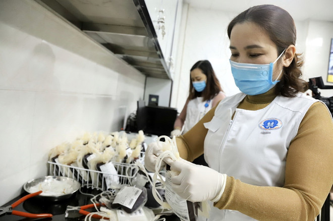 Cán bộ Bệnh viện Đa khoa tỉnh Phú Thọ lưu kho lượng máu thu được từ chương trình Giọt hồng Blouse trắng, diễn ra trong 6 ngày, từ 11/2-16/2. (Ảnh: Trung Kiên/TTXVN) Tình người ấm áp từ nghĩa cử hiến máu trong những ngày dịch COVID-19 ảnh 1