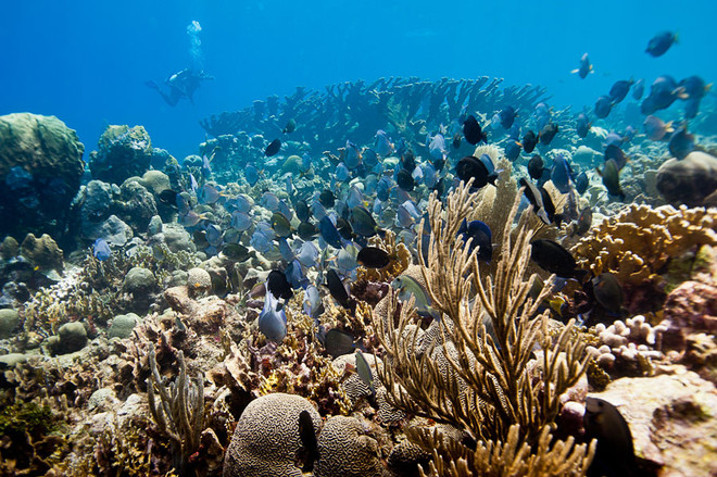 Rạn san hô Mesoamerica Barrier. (Nguồn: Coral Reefs) Biến đổi khí hậu: Báo động về rạn san hô lớn thứ hai thế giới ảnh 1