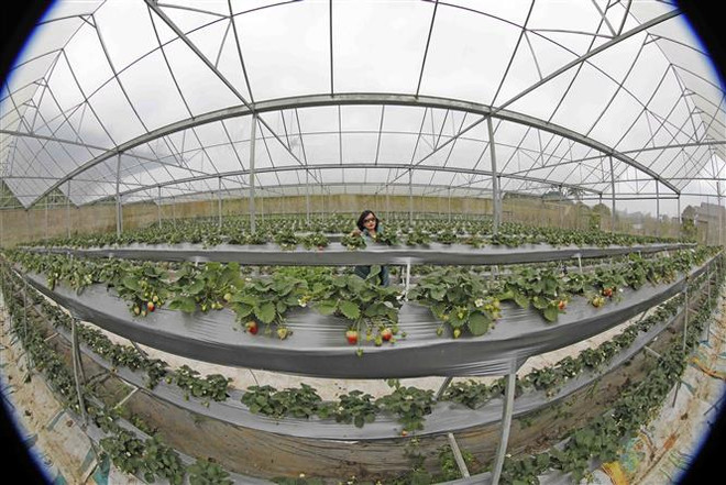 Thúc đẩy hợp tác nông nghiệp giữa Việt Nam và Liên minh châu Âu ảnh 2