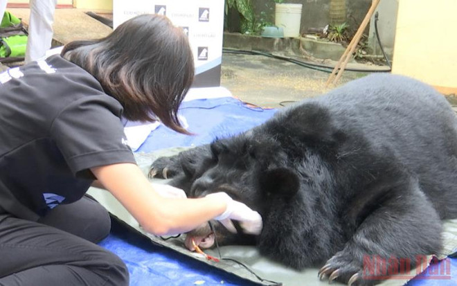 Một gia đình tại Sơn La tự nguyện giao nộp cá thể gấu ngựa ảnh 1