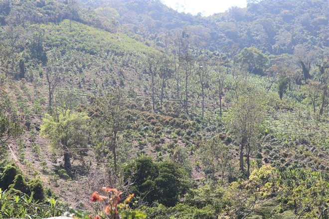 Để mất hơn 300ha rừng, một doanh nghiệp bị thu hồi dự án lâm nghiệp ảnh 1