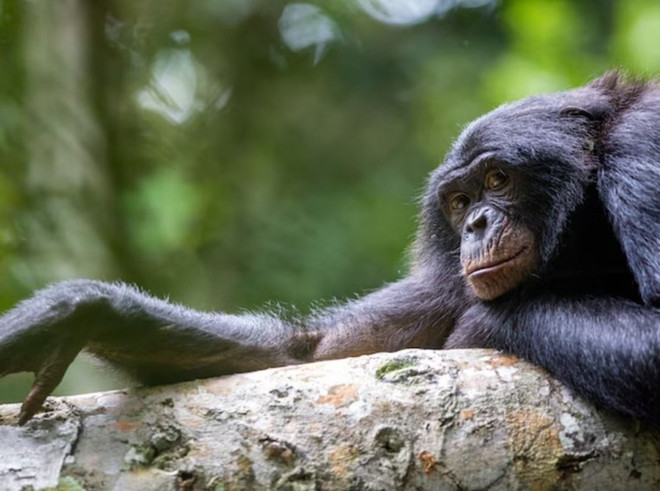 dong vat_tu dieu tri.jpg