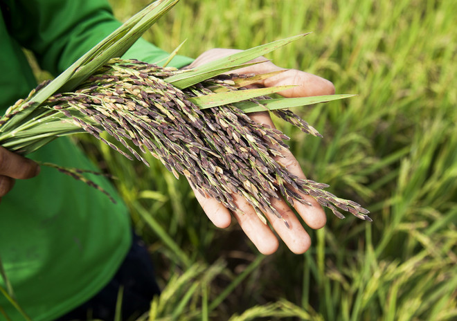 Ảnh minh họa. (Nguồn: TTXVN) Doanh nghiệp xuất khẩu gạo kiến nghị phân bổ lại số lượng hạn ngạch ảnh 1