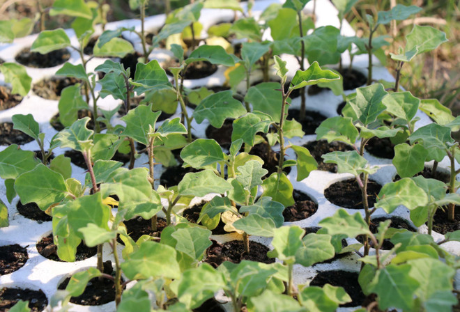 Hơn 50 tỷ đồng đầu tư trồng cây dược liệu ở Lâm Đồng ảnh 1