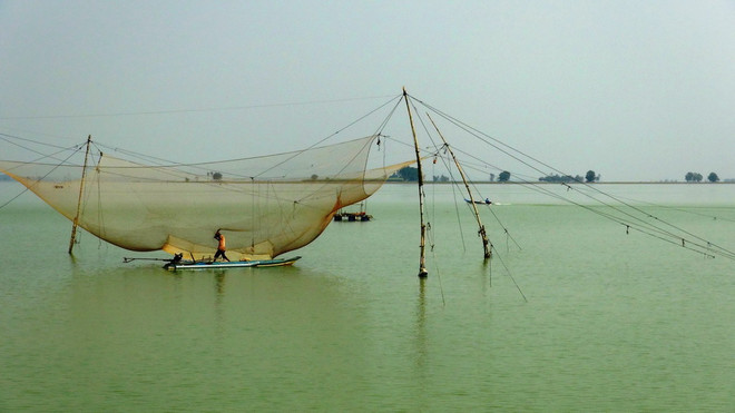 Nhiều vó cá xuất hiện bất thường trên lòng hồ Dầu Tiếng ảnh 1