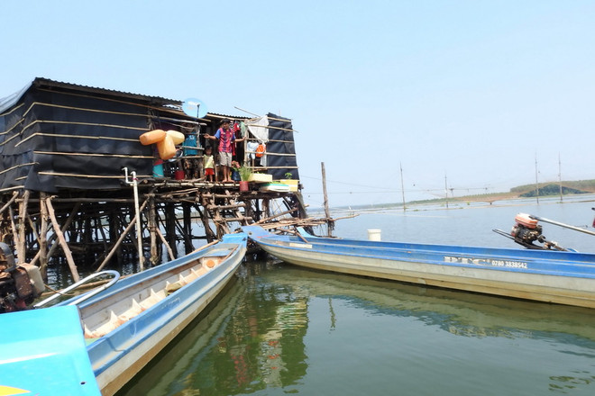 Nhiều vó cá xuất hiện bất thường trên lòng hồ Dầu Tiếng ảnh 2