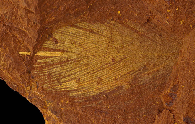 Phát lộ hàng nghìn hóa thạch độc đáo từ kỷ Miocen tại Australia ảnh 2