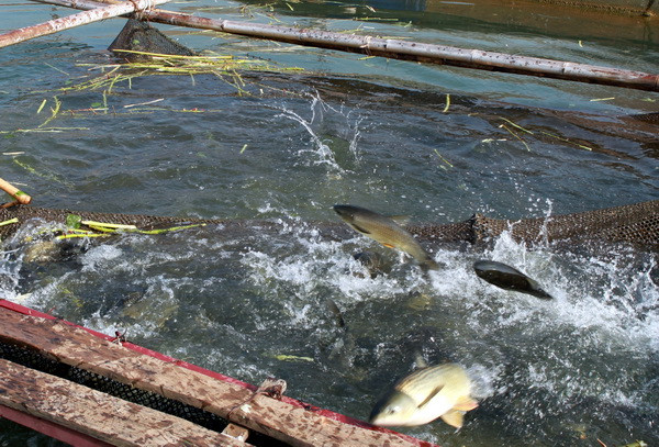 Lên Tây Bắc ngắm sông Đà đẹp hiền hòa trong mùa nước cạn ảnh 12