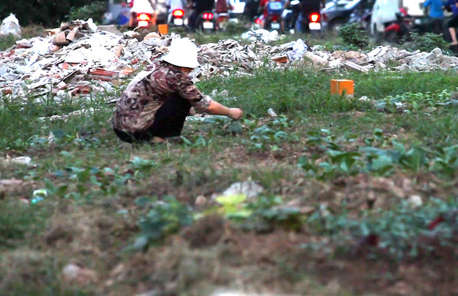 [Video] Dân canh tác rau quanh dải phân cách đường sắt trên cao ảnh 1