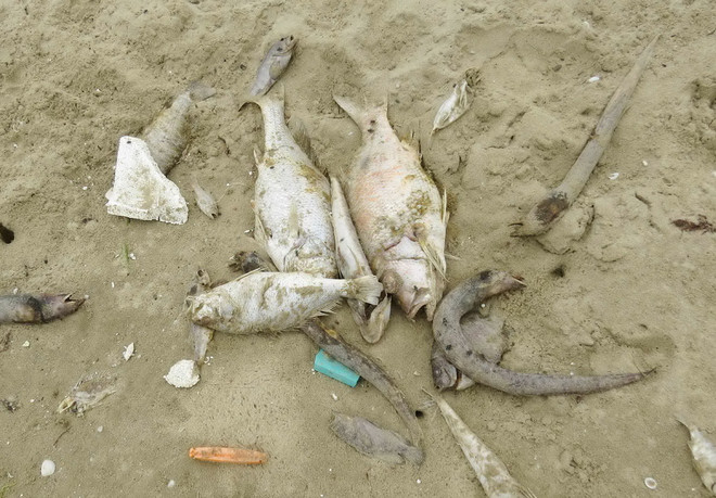 Thủ tướng yêu cầu tập trung thu thập tài liệu chứng cứ vụ cá chết ảnh 1