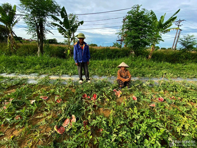 Nghệ An: Điều tra 5 kẻ trộm cắp, phá nát ruộng dưa hấu đang chín đỏ ảnh 1