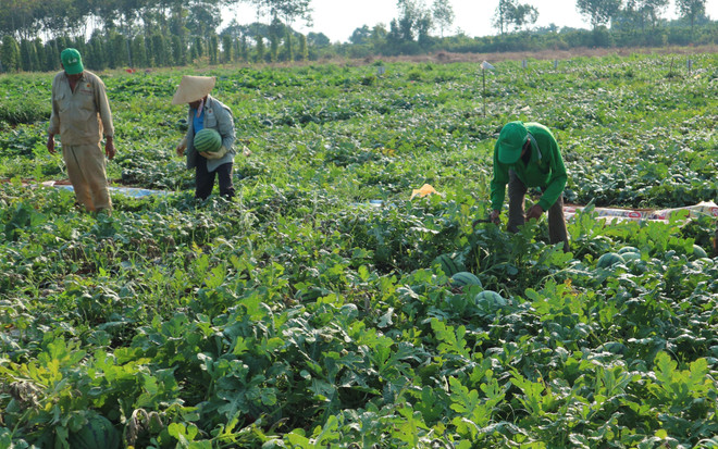 Đột phá trong kỹ thuật sản xuất hạt giống dưa hấu xuất khẩu ảnh 1