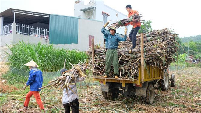 Tiêu thụ mía nguyên liệu giảm sút vì thiên tai, giá đường giảm ảnh 2