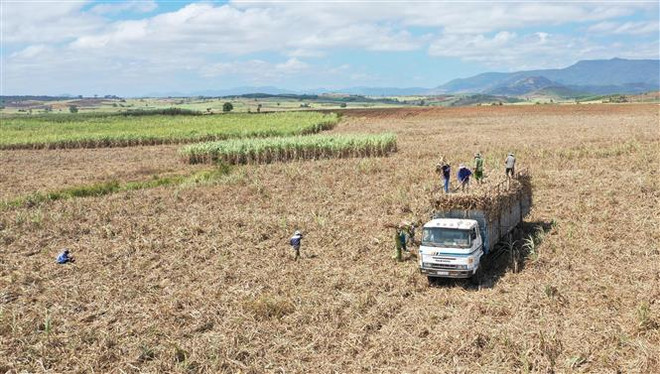 Tiêu thụ mía nguyên liệu giảm sút vì thiên tai, giá đường giảm ảnh 1