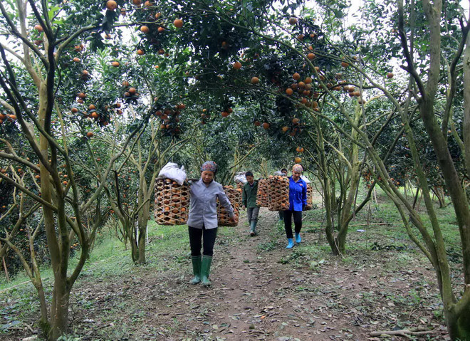 [Photo] Tuyên Quang: Nông dân huyện Hàm Yên làm giàu từ cây cam sành ảnh 1