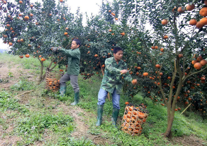[Photo] Tuyên Quang: Nông dân huyện Hàm Yên làm giàu từ cây cam sành ảnh 2