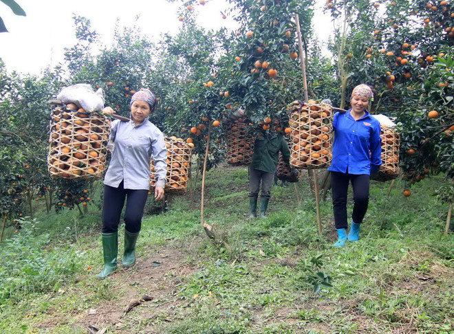 [Photo] Tuyên Quang: Nông dân huyện Hàm Yên làm giàu từ cây cam sành ảnh 3