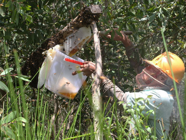 Rừng tràm U Minh hạ tại Cà Mau thoát nguy cơ cháy lớn ảnh 1