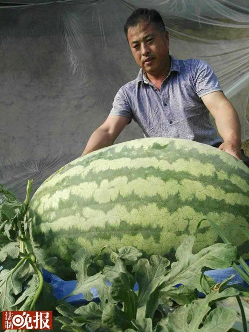 Ngỡ ngàng lạc vào cuộc thi dưa hấu chỉ dành cho người khổng lồ ảnh 2