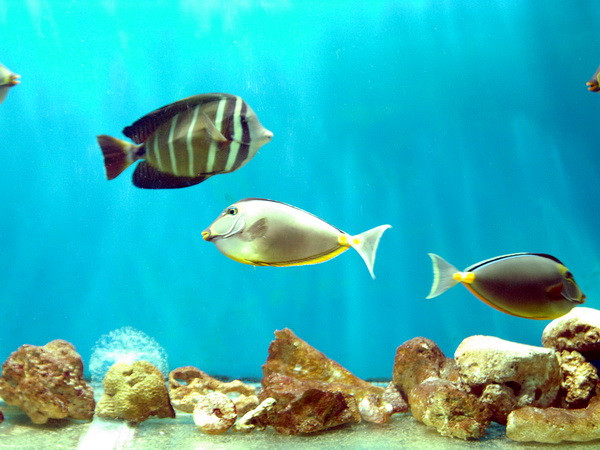 [Video] Bảo vệ sinh vật biển trước ảnh hưởng của biến đổi khí hậu ảnh 1