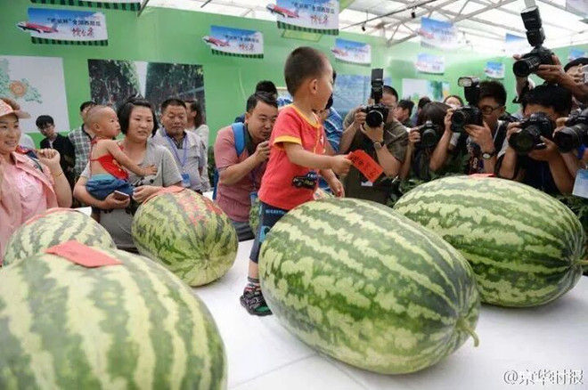 Ngỡ ngàng lạc vào cuộc thi dưa hấu chỉ dành cho người khổng lồ ảnh 1