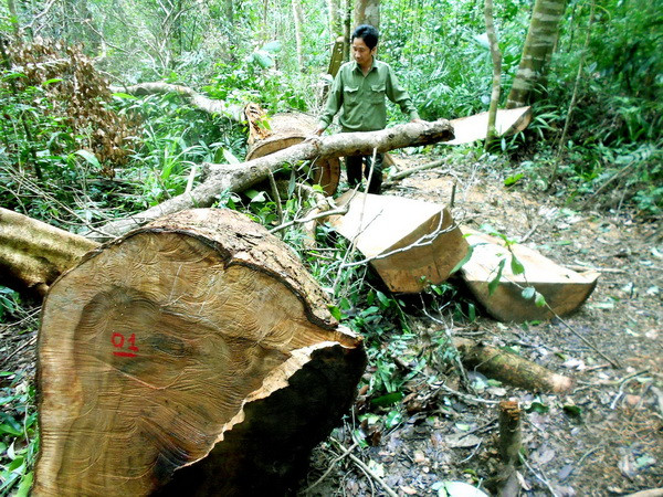 Hiện trường vụ phá rừng phòng hộ huyện Vĩnh Thạnh. (Ảnh: Nguyên Linh/TTXVN) Khởi tố 9 bị can về tội phá rừng phòng hộ ở Bình Định ảnh 1