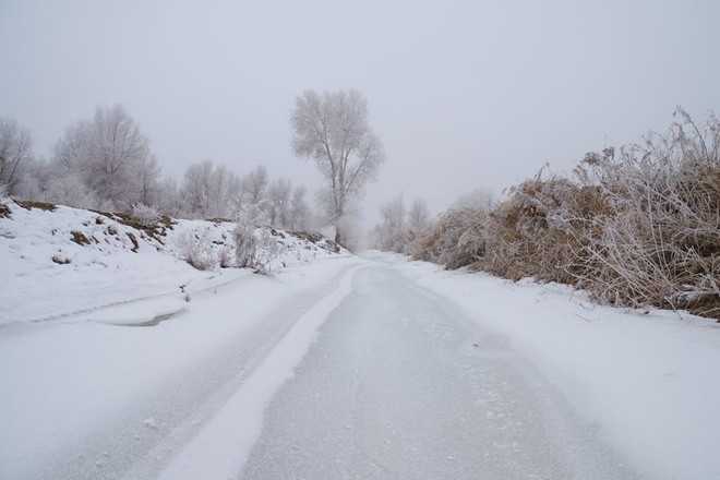 [Photo] Mê mẩn cây chi dương "thủy tinh" trong sương muối ảnh 4