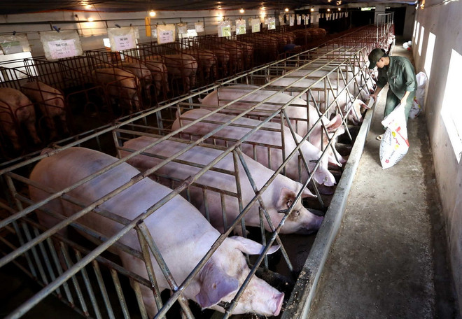 Luật Chăn nuôi: Phát triển chăn nuôi công nghiệp, chuỗi khép kín ảnh 1